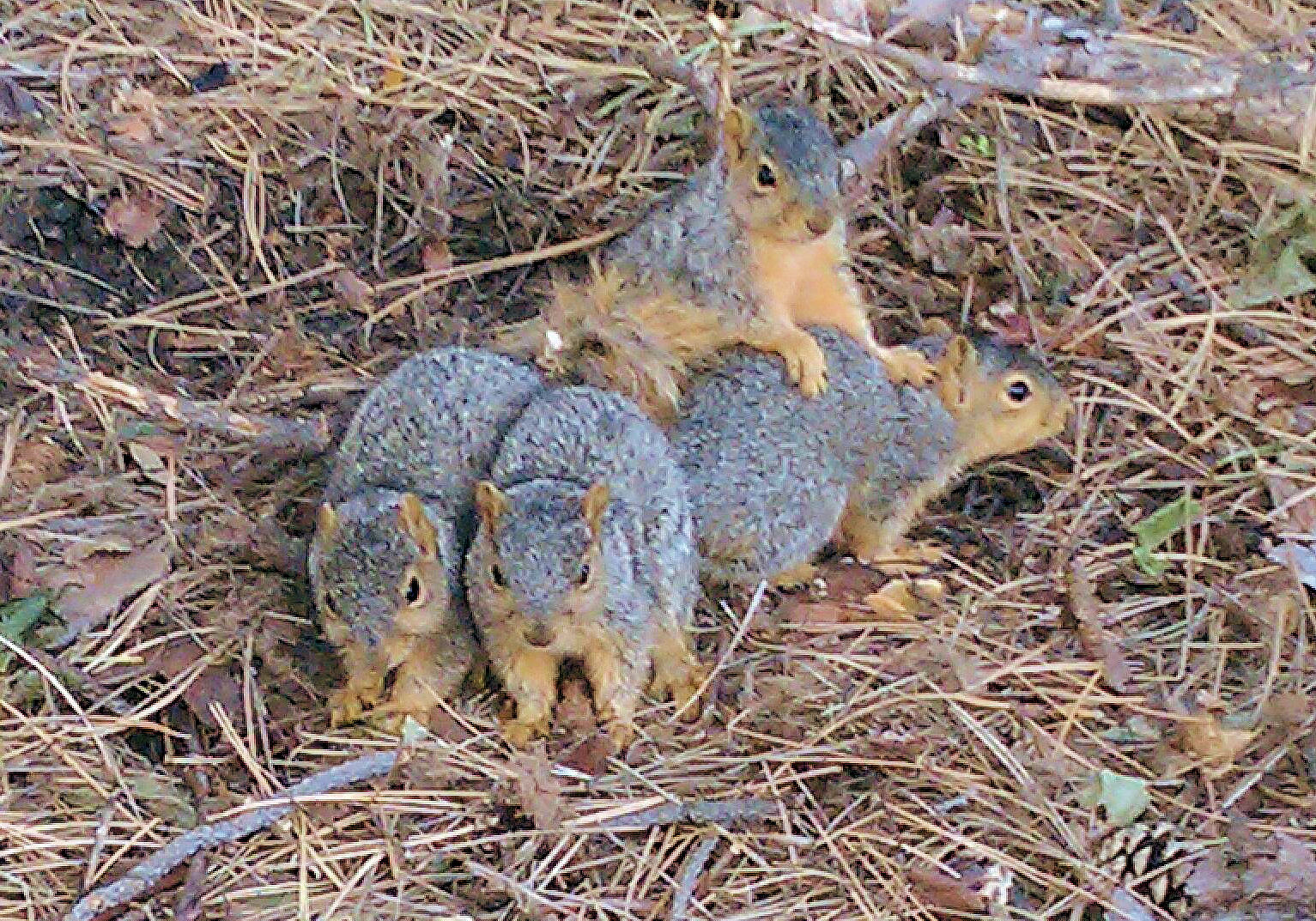 Tails of Four Squirrels | University of Michigan-Flint