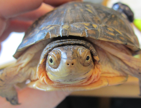 Blanding's Turtle