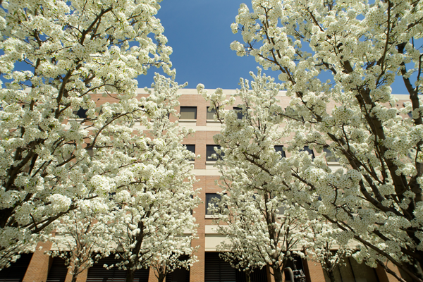 White blossoms on tree in front of UM-Flint's William S. White Building