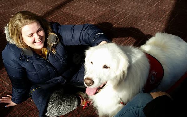 Therapy dogs at the UM-Flint library