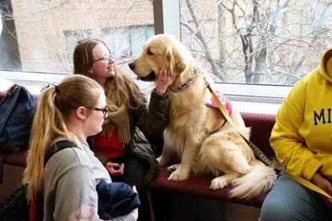 golden retriever at the dog therapy for finals event