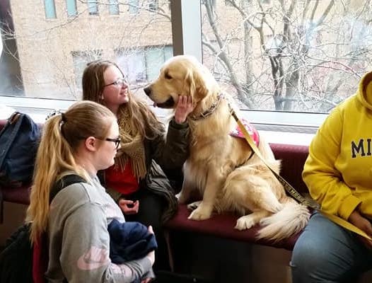 golden retriever at the dog therapy for finals event