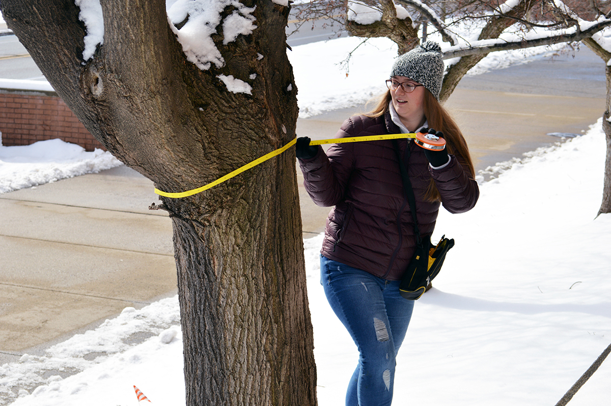 Nicole BlankerNicole Blankertz, senior Wildlife Biology major, measures the diameter of a tree on the UM-Flint campus. tz measuring a tree