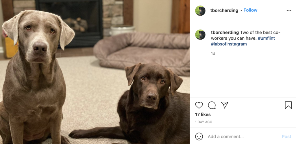 Two labrador retrievers in an instagram post. 