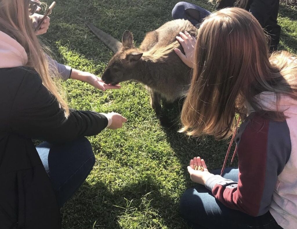 Pre-Vet students pet and feed baby kangaroo. 