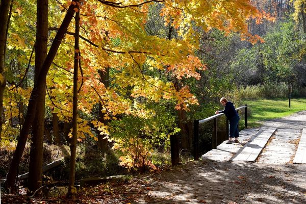 A bridge at ForMar Nature Preserve and Arboretum