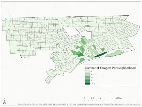 This is a map of Detroit that shows how many people are actively foraging in each part of the city. The concentration is highest along the stretches of the river walk nearest to Belle Isle, and in Midtown.