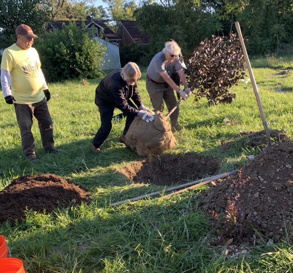 Greening of Detroit Citizen Forester volunteers demonstrate safety while rolling a tree into a hole where it will live. To the left of the hole is a pile of mulch and to the right is the dirt that has been dug from the hole.