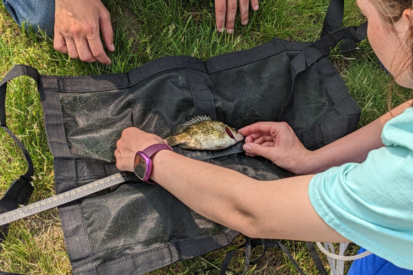 Elkins measuring the length of a fish