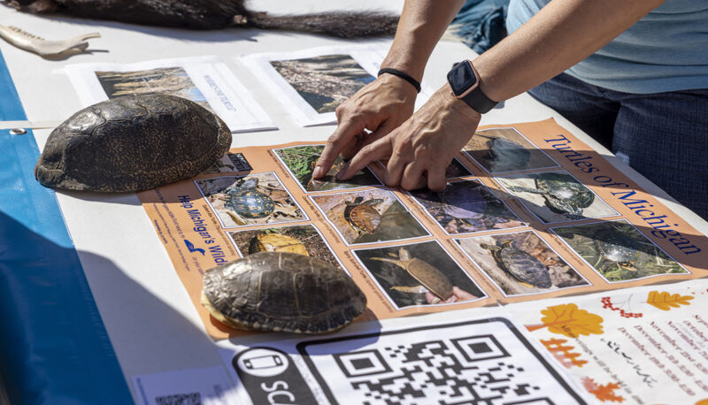 A volunteer demonstrating the differences between turtle shells at Eco Extravaganza