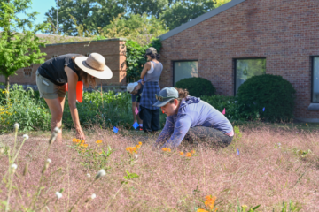 A group of people in a grassy field examining plants.