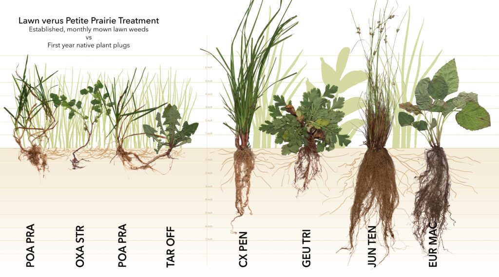 Kozik uses her skills as an illustrator to communicate the team's findings. Here the root systems of mown lawn grass and weeds shallow, (left) are compared to those of native plants deeper, (right). Deeper root systems improve soil quality, retain more water in the soil, and generally make plants more resilient to changing conditions.  