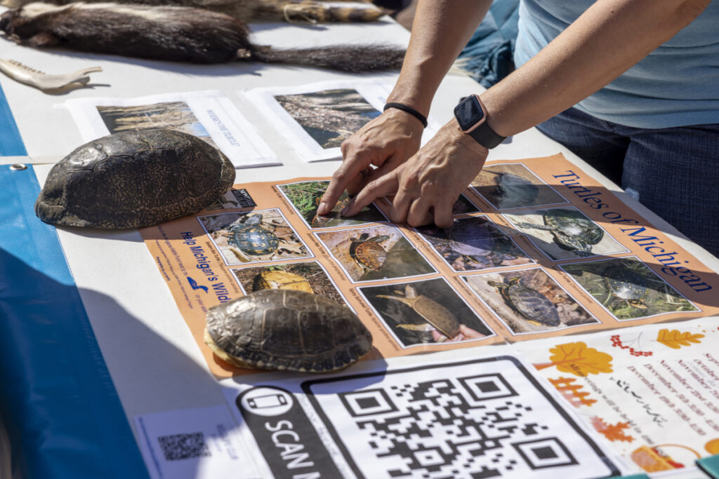 A photograph of a tabletop with different species of turtle shells on top. A person off screen points to a diagram of turtles native to Michigan.