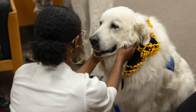 Students petting therapy dogs in the library