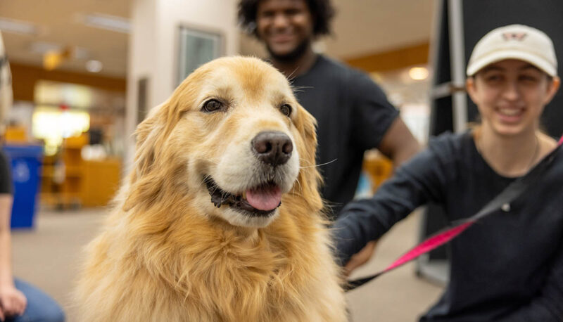 Students petting therapy dogs in the library