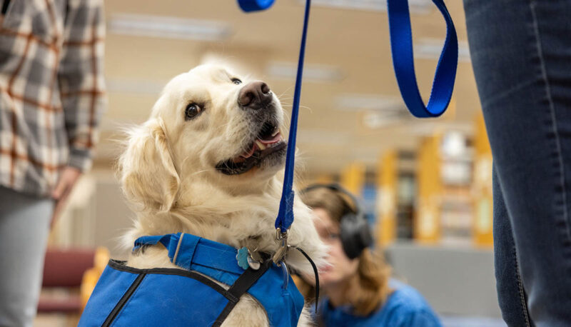 Students petting therapy dogs in the library