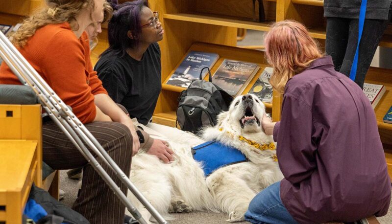 Students petting therapy dogs in the library