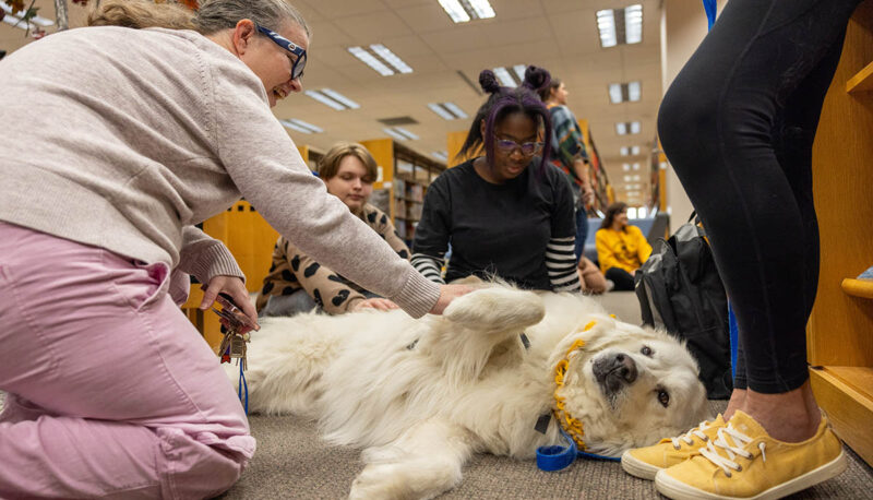 Students petting therapy dogs in the library