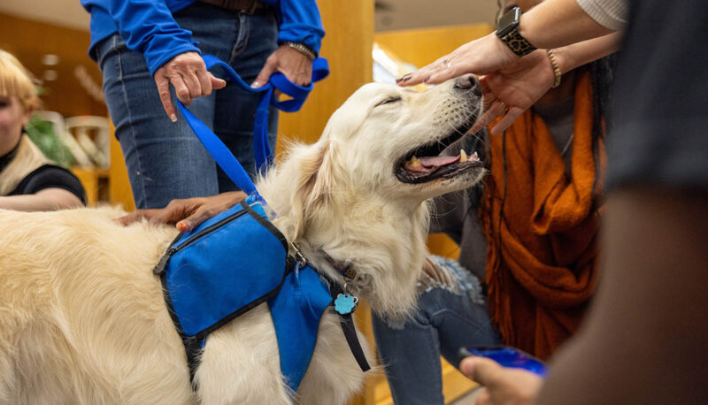 Students petting therapy dogs in the library