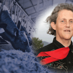 A headshot of Temple Grandin in western wear overlaid with a photo of cows eating on a farm.