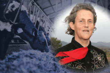 A headshot of Temple Grandin in western wear overlaid with a photo of cows eating on a farm.