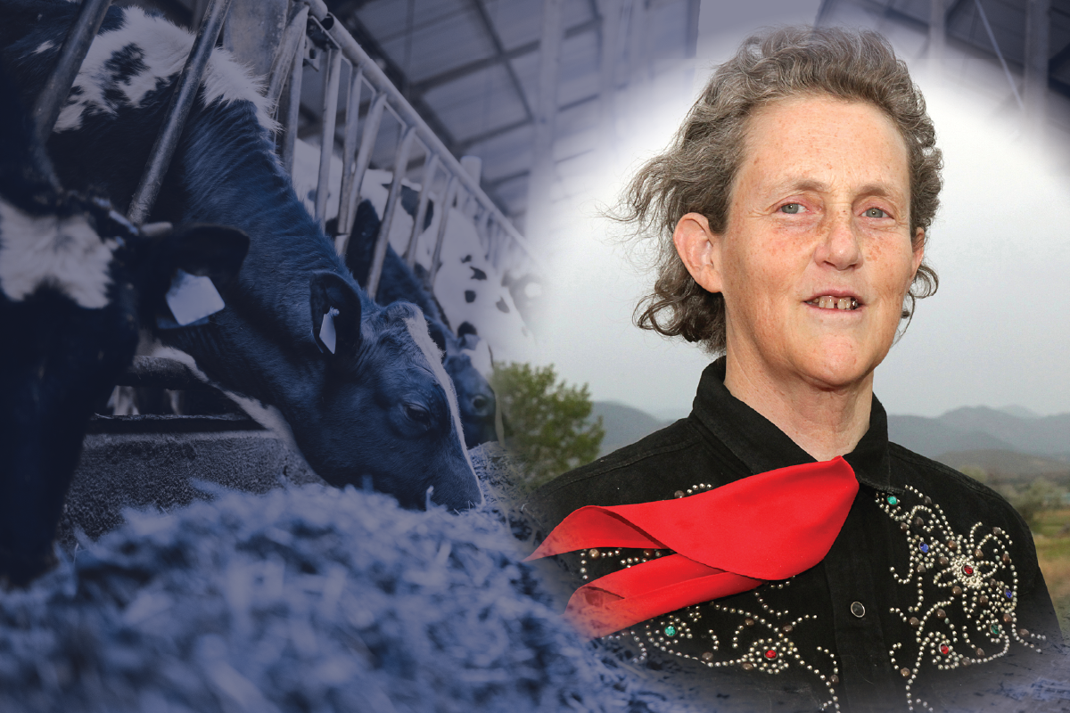 A headshot of Temple Grandin in western wear overlaid with a photo of cows eating on a farm.