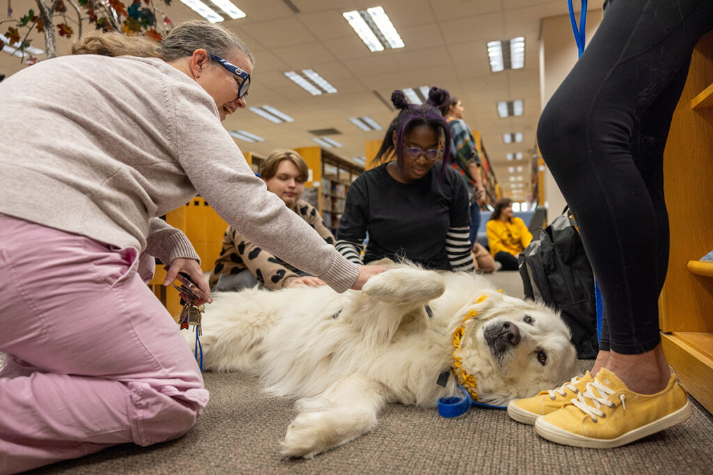 A golden retriever laying down getting belly rubs in the library. 