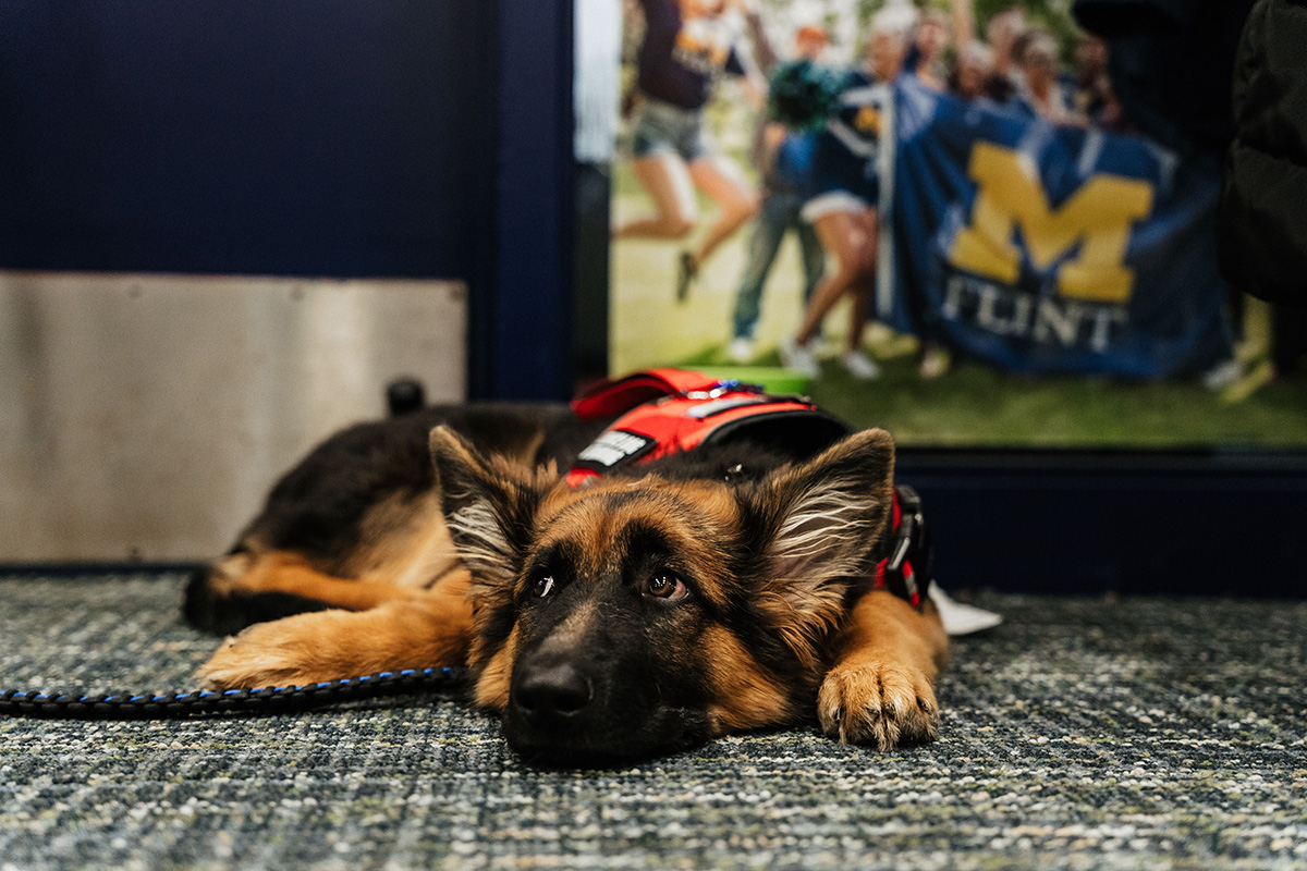 FLINT_Veterans Day 2025_0013 A German Shepherd dog lying on a carpeted floor, wearing a red harness, with a blurred background of people and a blue banner.