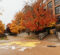 A pathway lined with colorful autumn trees leads to a building, with a large yellow "M" painted on the ground.
