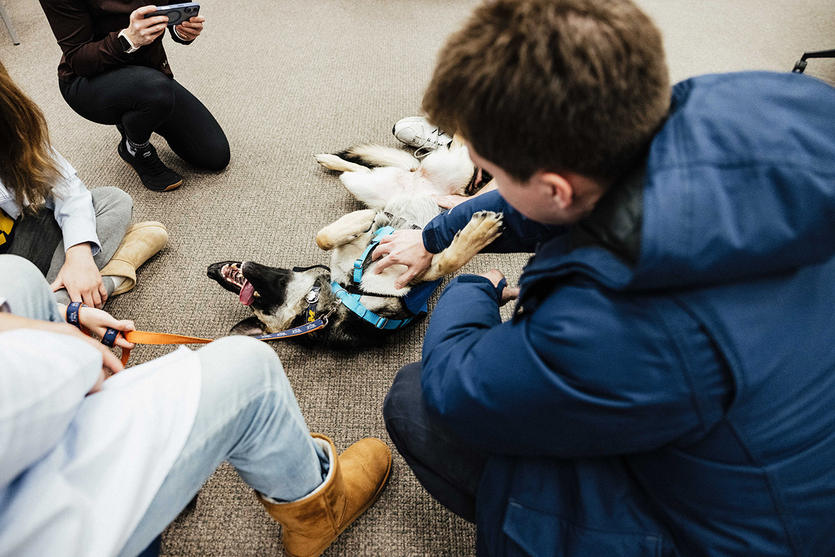 A group of people sitting on the floor, interacting with a happy dog lying on its back, wearing a harness.