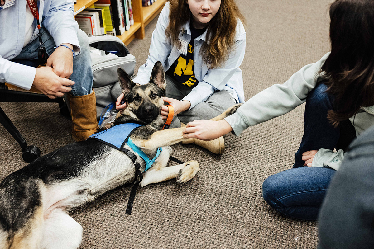A German Shepherd wearing a blue vest is lying on the floor while being petted by several people in a library setting.