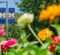 Two blue banners with a yellow "M" and the word "Flint" hang from a streetlamp, with colorful flowers and green trees in the foreground.