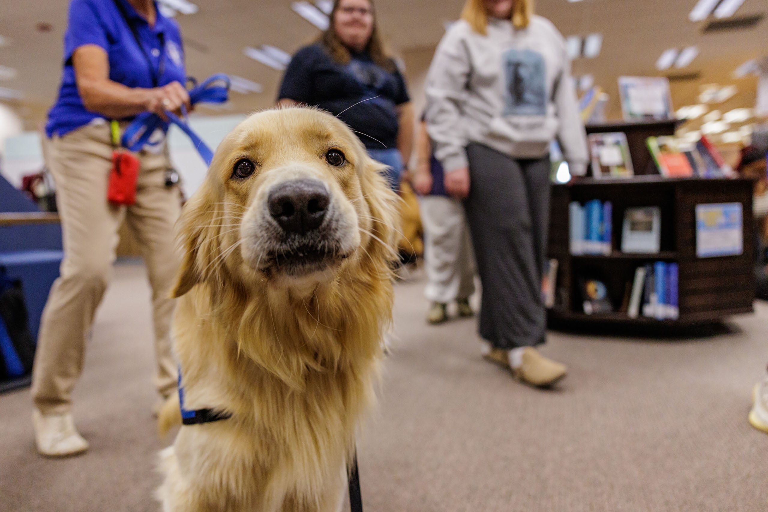 A golden retriever is in focus in the foreground, with people in the background walking around a library.