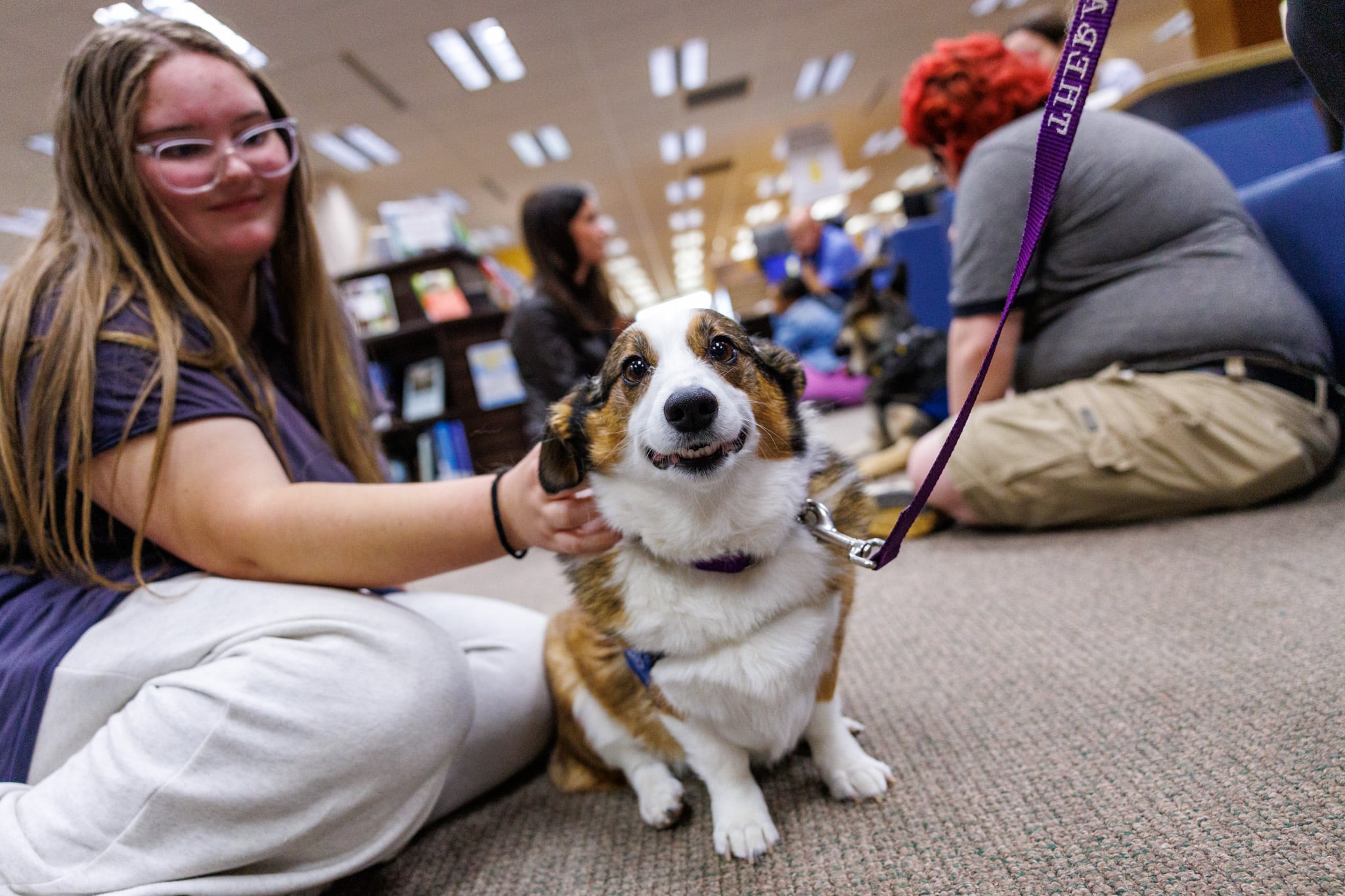 A Corgi in the library getting attention from students