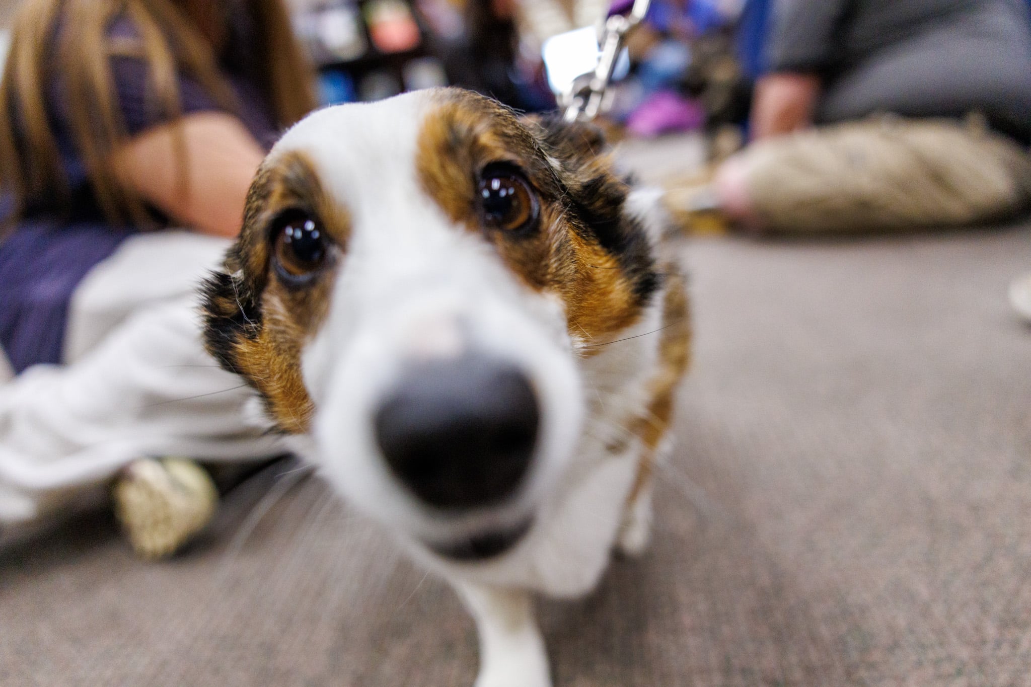 A Corgi in the library getting attention from students