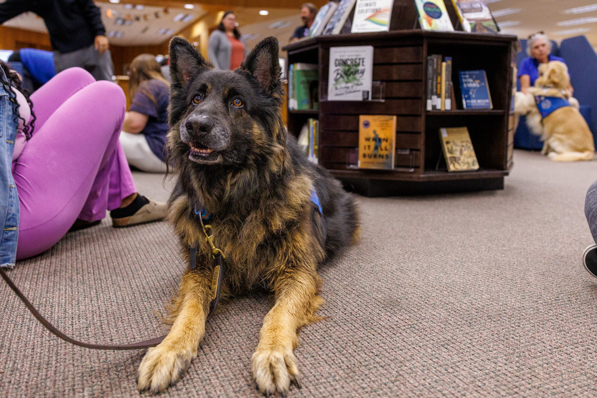 A German Shepherd in the library getting attention from students