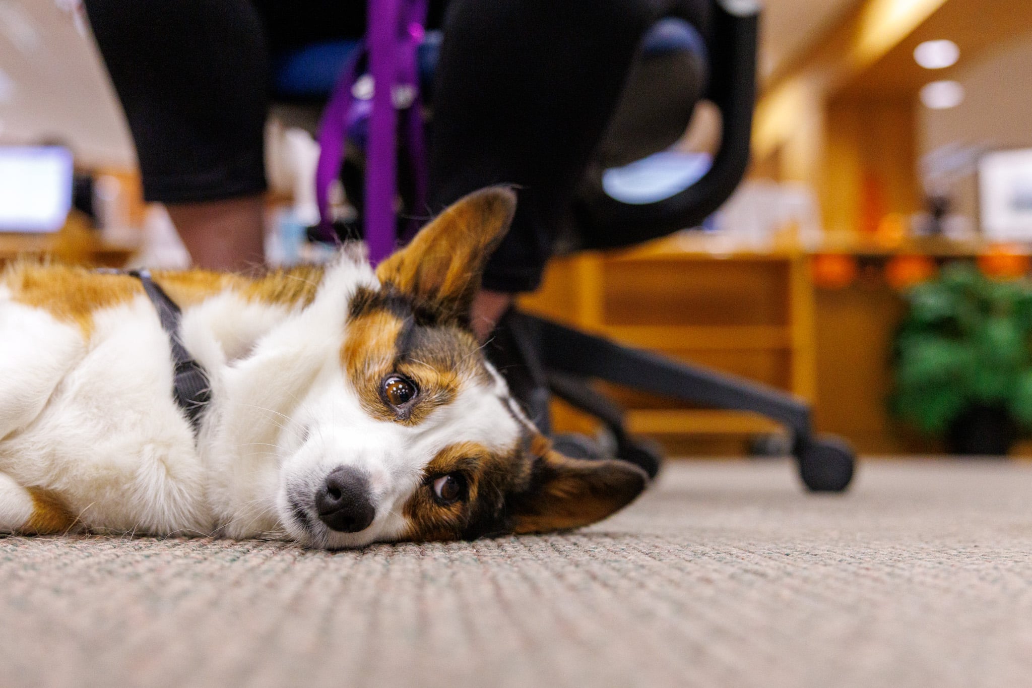 A Corgi in the librarylaying down