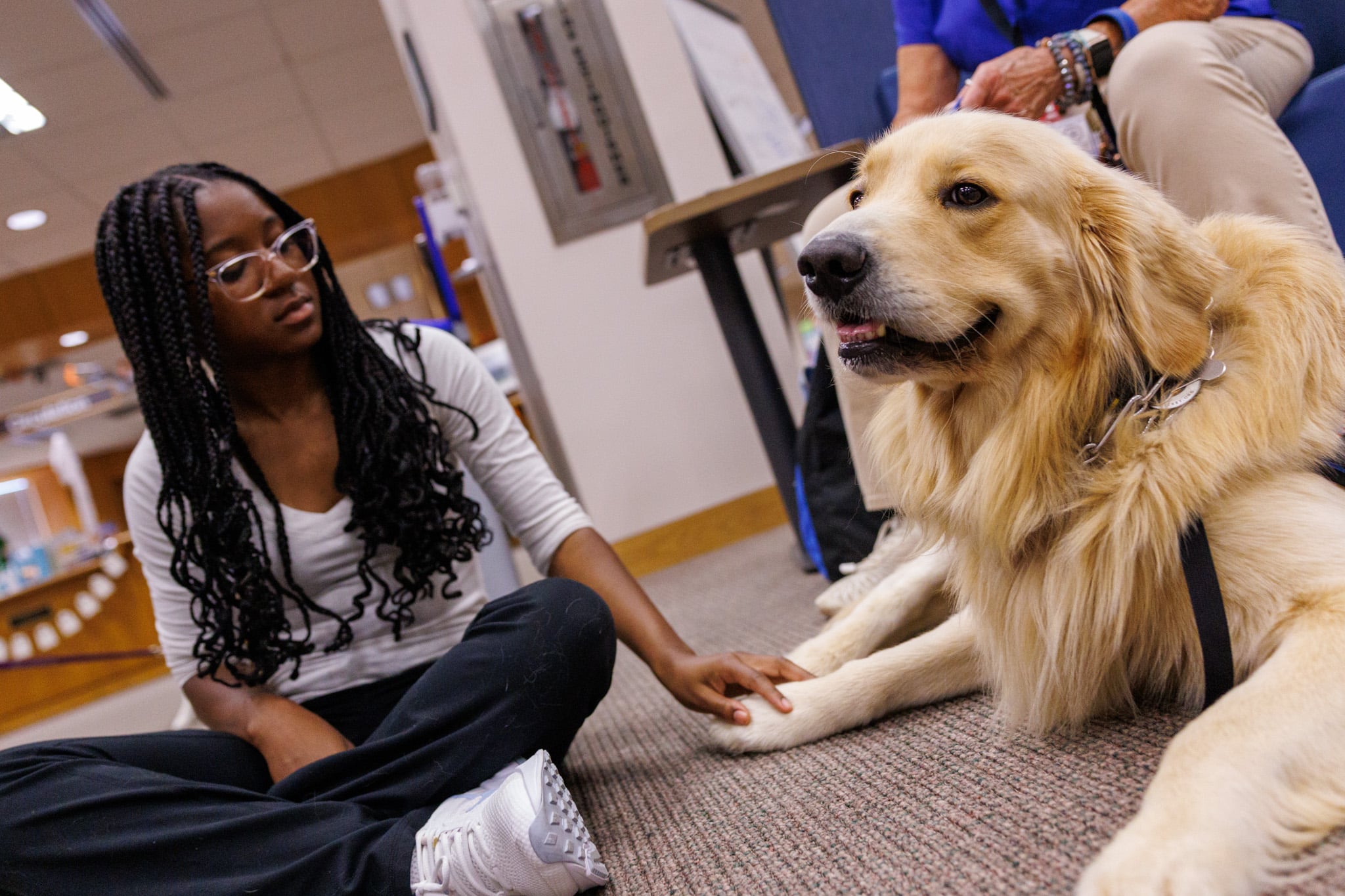 A Golden Retriever in the Library getting attention from students