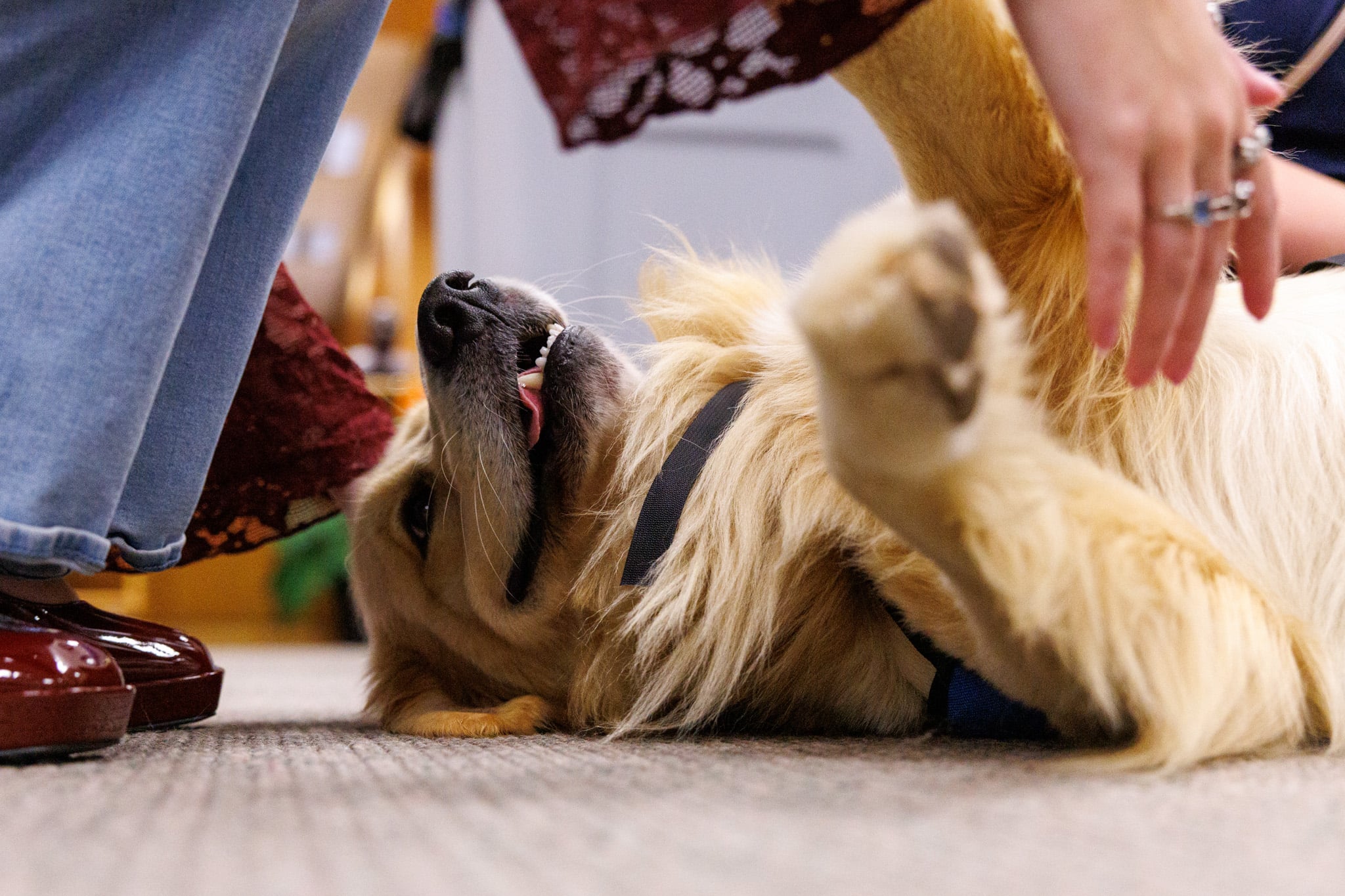 A Golden Retriever in the Library getting attention from students